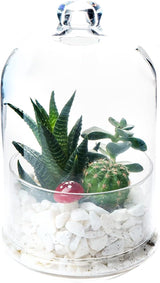 برطمان Buybox Terrarium الزجاجي بغطاء للنباتات ، حاوية زجاجية ممتازة ، تخزين الطعام ، حارس ، موفر