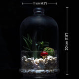 برطمان Buybox Terrarium الزجاجي بغطاء للنباتات ، حاوية زجاجية ممتازة ، تخزين الطعام ، حارس ، موفر