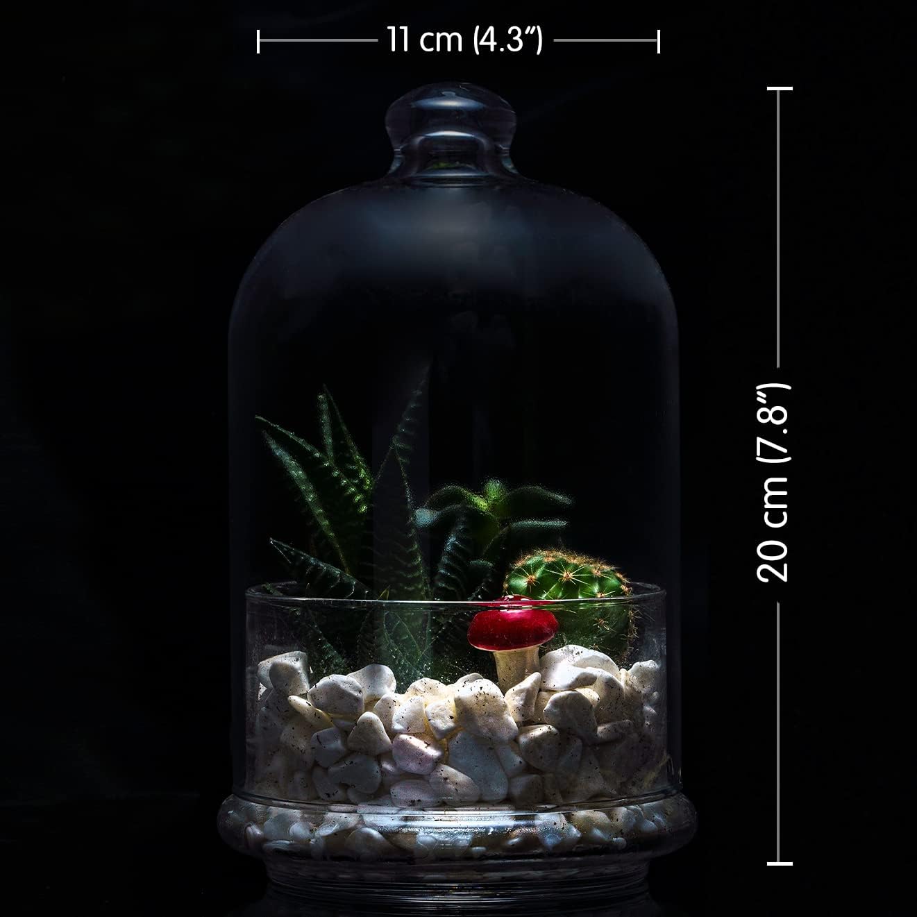 The Buybox Terrarium Glass Jar with Lid for Plants, Premium Glass Container, Food Storage,Keeper,Saver